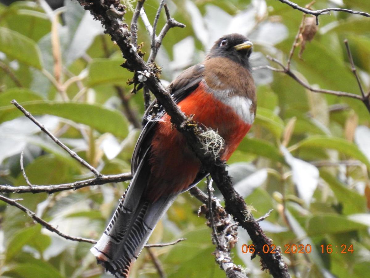 Miriam'S Quetzals Lodge San Gerardo de Dota Esterno foto