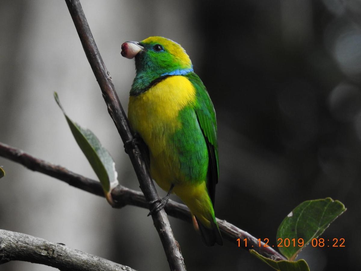 Miriam'S Quetzals Lodge San Gerardo de Dota Esterno foto