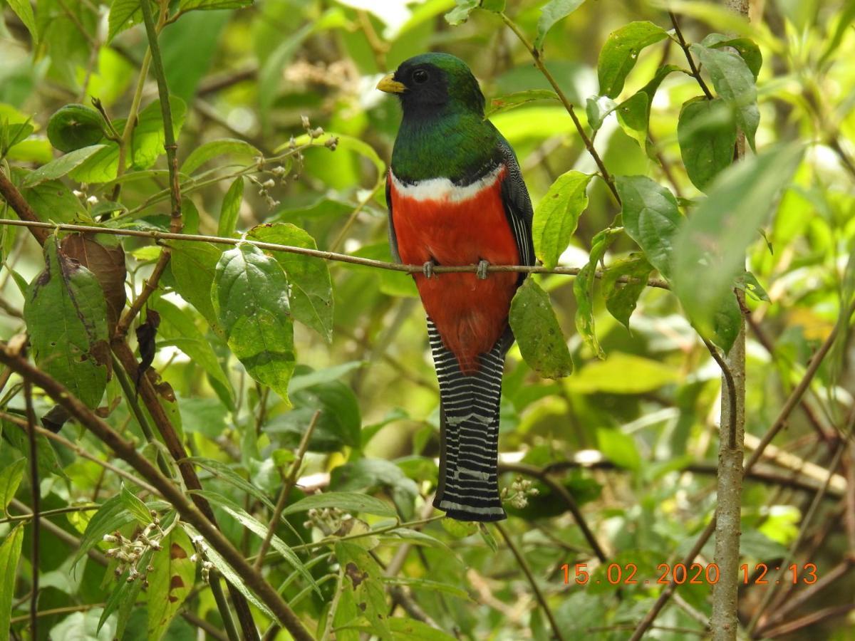 Miriam'S Quetzals Lodge San Gerardo de Dota Esterno foto
