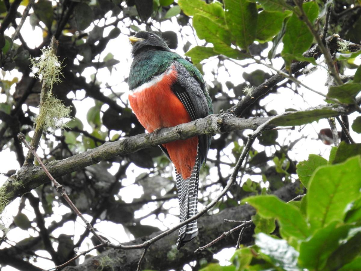 Miriam'S Quetzals Lodge San Gerardo de Dota Esterno foto