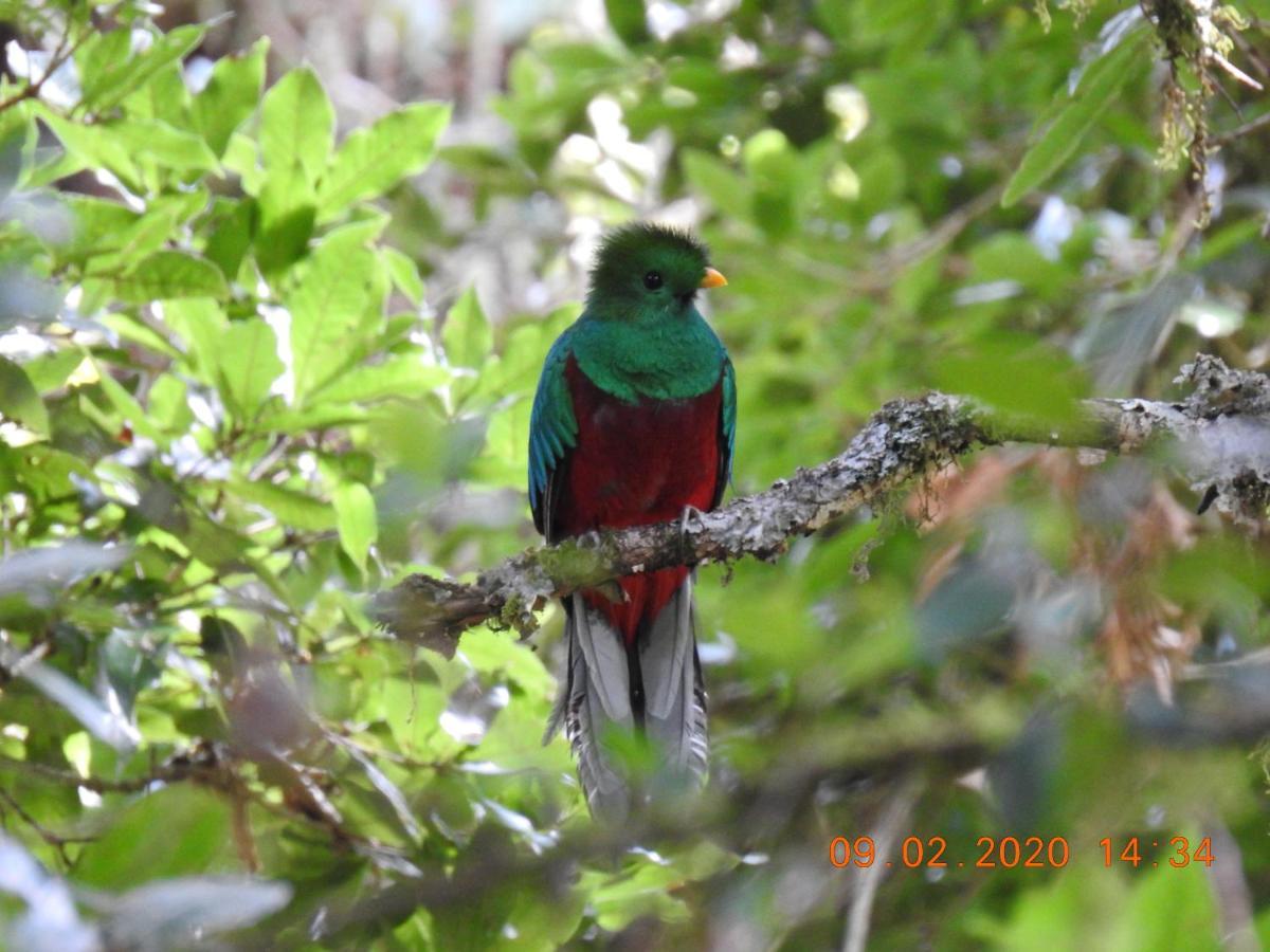 Miriam'S Quetzals Lodge San Gerardo de Dota Esterno foto