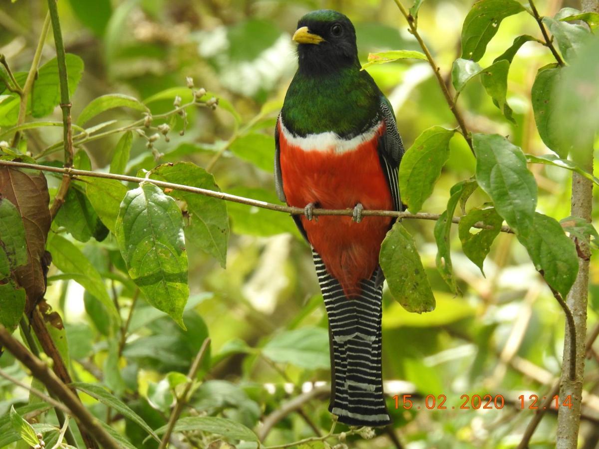 Miriam'S Quetzals Lodge San Gerardo de Dota Esterno foto