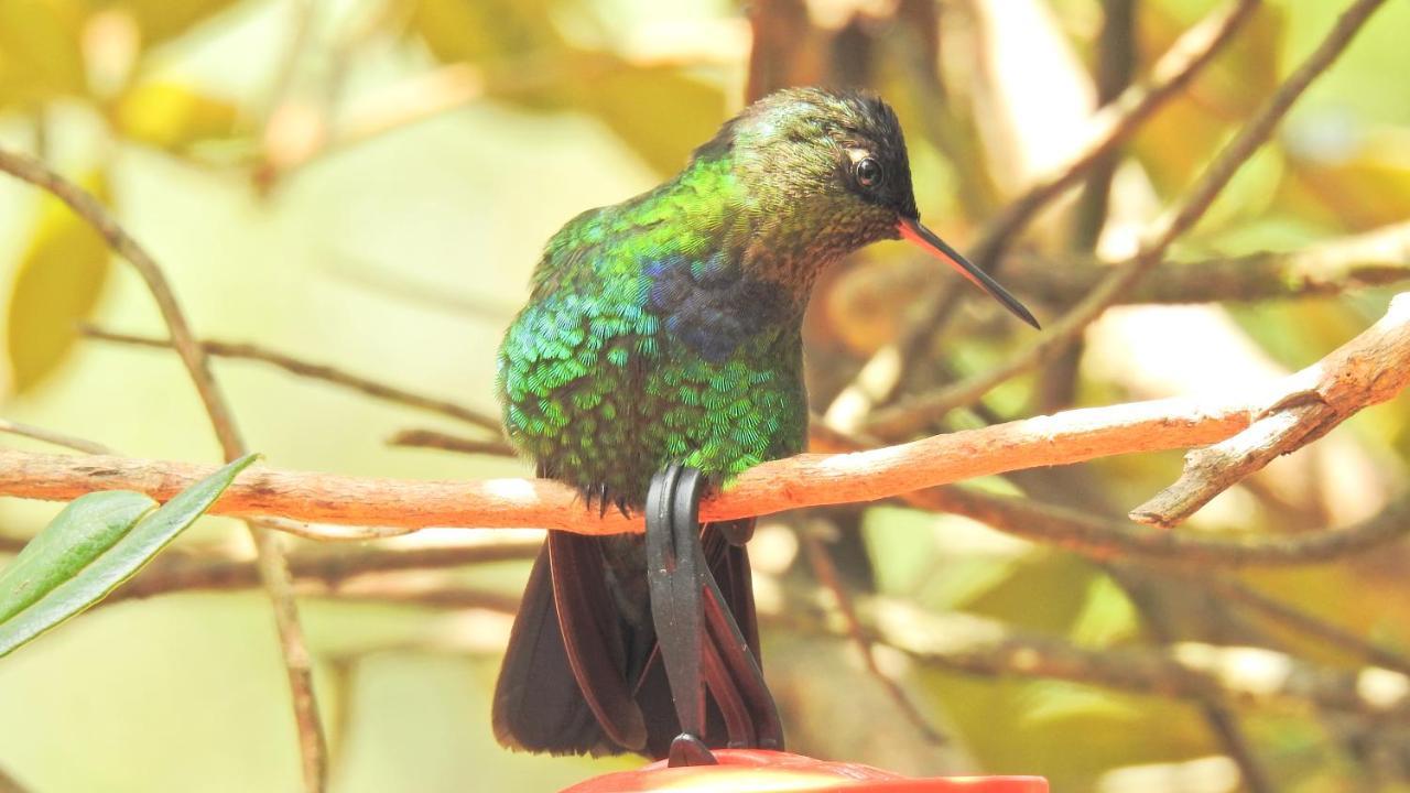 Miriam'S Quetzals Lodge San Gerardo de Dota Esterno foto