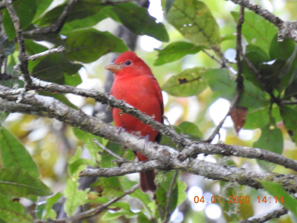 Miriam'S Quetzals Lodge San Gerardo de Dota Esterno foto