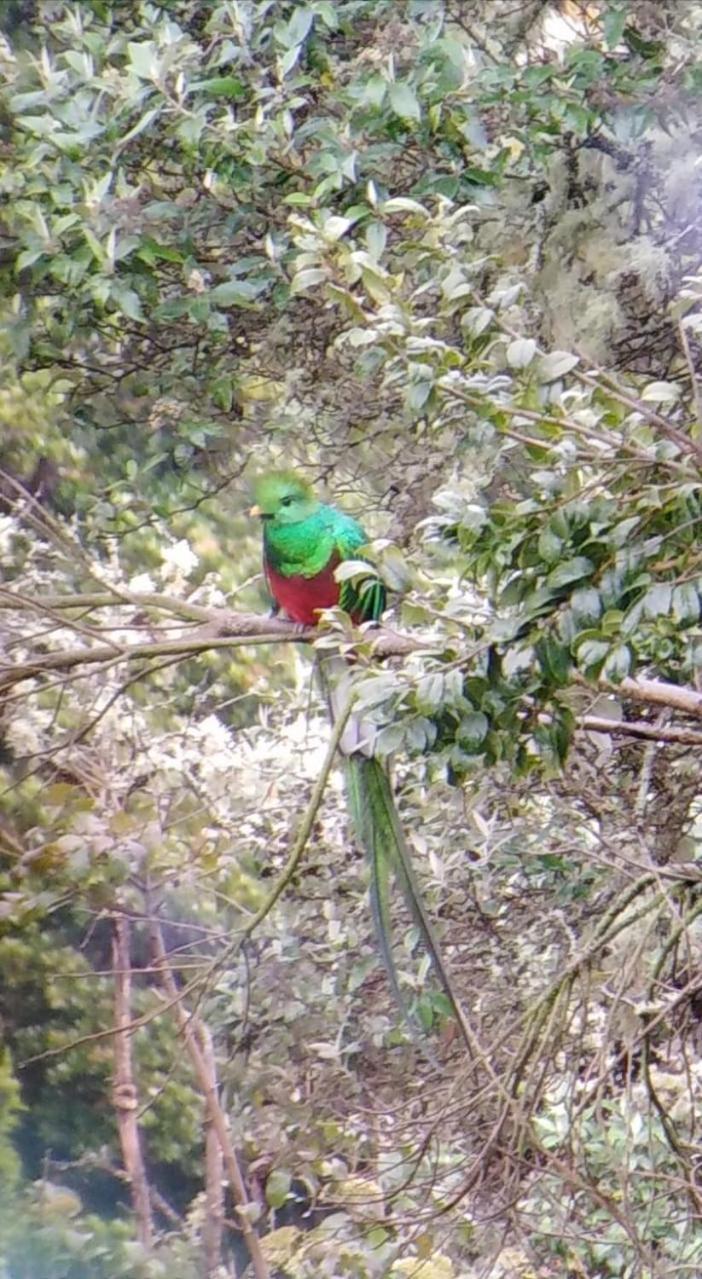 Miriam'S Quetzals Lodge San Gerardo de Dota Esterno foto